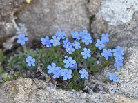 Eritrichium nanum 52, Saxifraga-Luuk Vermeer