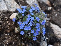 Eritrichium nanum 55, Saxifraga-Luuk Vermeer