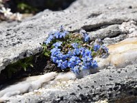 Eritrichium nanum 56, Saxifraga-Luuk Vermeer