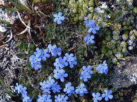 Eritrichium nanum 58, Saxifraga-Luuk Vermeer