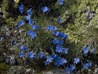 Eritrichium nanum 6, Saxifraga-Willem van Kruijsbergen