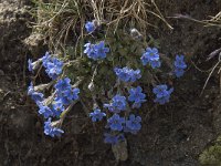 Eritrichium nanum 7, Saxifraga-Willem van Kruijsbergen