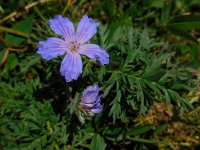 Erodium armenum 2, Saxifraga-Ed Stikvoort