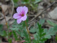 Erodium botrys 2, Saxifraga-Ed Stikvoort