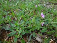 Erodium botrys 3, Saxifraga-Ed Stikvoort