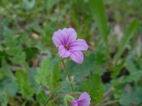 Erodium botrys 4, Saxifraga-Ed Stikvoort