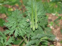 Erodium ciconium 5, Saxifraga-Jasenka Topic