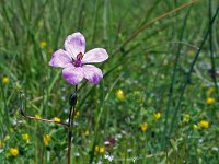 Erodium ciconium 6, Saxifraga-Jeroen Willemsen