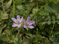 Erodium cicutarium 10, Reigersbek, Saxifraga-Jan van der Straaten