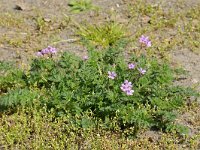 Erodium cicutarium 01 #47142 : Erodium cicutarium, Gewone reigersbek