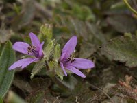 Erodium cicutarium 29, Reigersbek, Saxifraga-Willem van Kruijsbergen