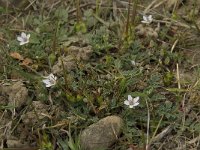 Erodium cicutarium 30, Reigersbek, Saxifraga-Willem van Kruijsbergen