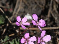 Erodium cicutarium 40, Reigersbek, Saxifraga-Rutger Barendse