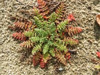 Erodium cicutarium 44, Reigersbek, Saxifraga-Rutger Barendse