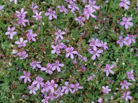 Erodium cicutarium 5, Reigersbek, Saxifraga-Jan van der Straaten