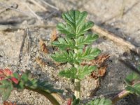 Erodium cicutarium 50, Reigersbek, Saxifraga-Rutger Barendse