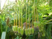 Erodium cicutarium 52, Reigersbek, Saxifraga-Rutger Barendse