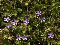 Erodium cicutarium 84, Reigersbek, Saxifraga-Jan van der Straaten