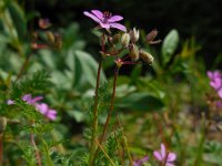 Erodium cicutarium ssp cicutarium 65, Reigersbek, Saxifraga-Ed Stikvoort