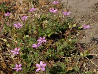 Erodium cicutarium ssp cicutarium 68, Gewone reigersbek, Saxifraga-Ed Stikvoort