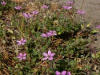 Erodium cicutarium ssp cicutarium 69, Gewone reigersbek, Saxifraga-Ed Stikvoort