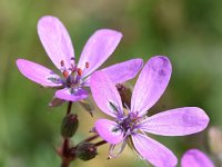 Erodium cicutarium ssp cicutarium 91, Gewone reigersbek, Saxifraga-Sonja Bouwman