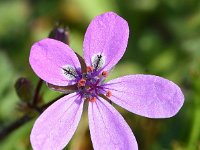 Erodium cicutarium ssp cicutarium 92, Gewone reigersbek, Saxifraga-Sonja Bouwman