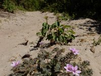 Erodium cicutarium ssp dunense 70, Duinreigersbek, Saxifraga-Ed Stikvoort