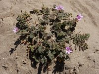 Erodium cicutarium ssp dunense 71, Duinreigersbek, Saxifraga-Ed Stikvoort