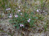 Erodium cicutarium ssp dunense 73, Duinreigersbek, Saxifraga-Ed Stikvoort