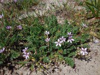 Erodium cicutarium ssp dunense 76, Duinreigersbek, Saxifraga-Ed Stikvoort