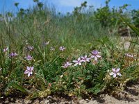 Erodium cicutarium ssp dunense 78, Duinreigersbek, Saxifraga-Ed Stikvoort