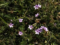 Erodium cicutarium ssp dunense 9, Duinreigersbek, Saxifraga-Jan van der Straaten