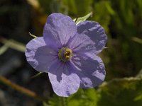 Erodium gruinum 10, Saxifraga-Willem van Kruijsbergen