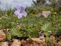 Erodium gruinum 11, Saxifraga-Ed Stikvoort