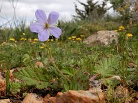 Erodium gruinum 13, Kraanvogelbek, Saxifraga-Ed Stikvoort