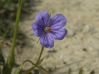 Erodium gruinum 5, Saxifraga-Jan van der Straaten