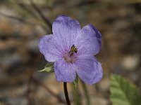 Erodium gruinum 8, Saxifraga-Willem van Kruijsbergen