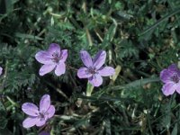 Erodium laciniatum 2, Saxifraga-Jan van der Straaten