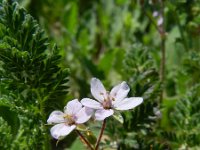 Erodium lebelii 11, Kleverige reigersbek, Saxifraga-Rutger Barendse