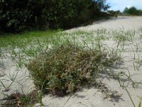 Erodium lebelii 2, Kleverige reigersbek, Saxifraga-Ed Stikvoort