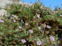 Erodium lebelii 3, Kleverige reigersbek, Saxifraga-Ed Stikvoort