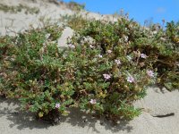 Erodium lebelii 4, Kleverige reigersbek, Saxifraga-Ed Stikvoort