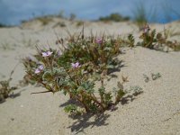 Erodium lebelii 6, Kleverige reigersbek, Saxifraga-Ed Stikvoort