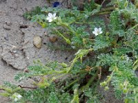 Erodium lebelii 8, Kleverige reigersbek, Saxifraga-Ed Stikvoort