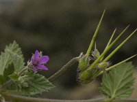 Erodium malacoides 10, Saxifraga-Willem van Kruijsbergen