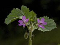 Erodium malacoides 11, Saxifraga-Willem van Kruijsbergen