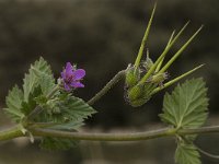 Erodium malacoides 12, Saxifraga-Willem van Kruijsbergen