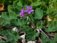 Erodium malacoides 13, Saxifraga-Ed Stikvoort