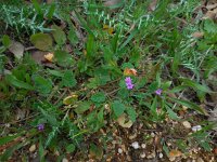 Erodium malacoides 14, Saxifraga-Ed Stikvoort